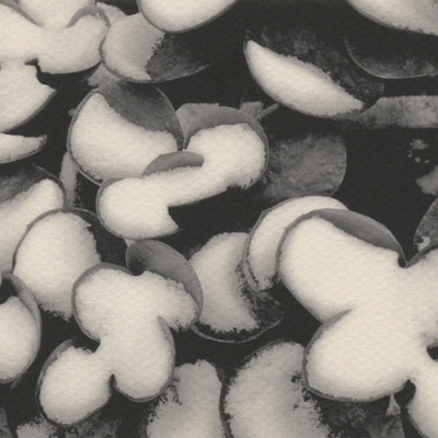 Nadales de la Facultat de Belles Arts