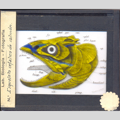 Plaques de vidre de ciències naturals