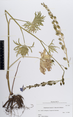 Col·lecció de cormòfits