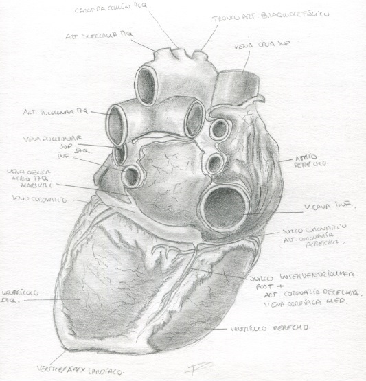 Apunts creatius: mostra de l’alumnat de Ciències de la Salut