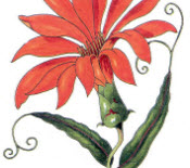 Tresors de botànica del CRAI Biblioteca de Farmàcia: Flora de la Real Expedición Botánica del Nuevo Reyno de Granada (1783-1816)