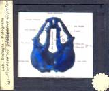 Plaques i làmines del CRAI Biblioteca de Biologia