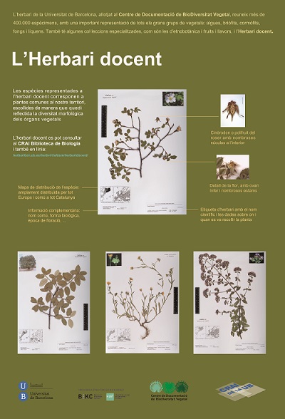 Pòster herbari docent