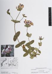 Imatge: Lonicera implexa Aiton - Loc.: Vallirana: Mas de les Fonts. Baix Llobregat. Rec.: Ninot, J. M. BCN-D 89 © CeDoCBiV