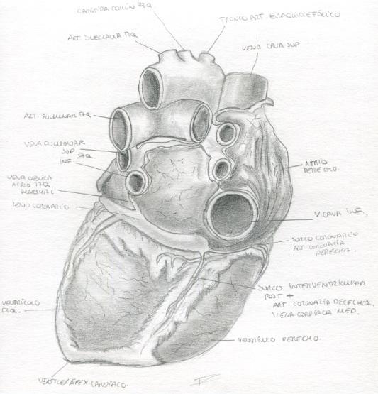 Apunts creatius: mostra de l’alumnat de Ciències de la Salut