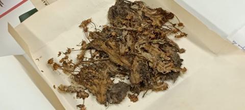 El Centre Excursionista de Catalunya visita l’Herbari del CeDocBiV