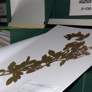 CeDocViB participa a la V Festa de la Ciència de la Universitat de Barcelona