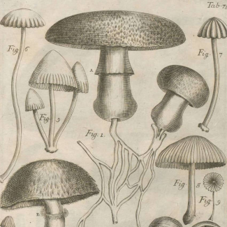 Incorporació de llibres de Botànica al fons del CRAI Biblioteca de Fons Antic