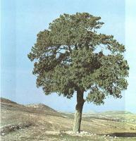 Mostra bibliogràfica de la donació de la família Bolòs Masclans al CRAI Biblioteca de Biologia