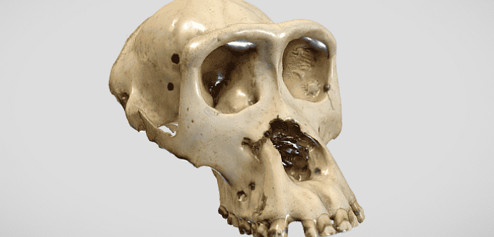 Digitalització 3D del fons Sabater Pi: innovació acadèmica i nous horitzons