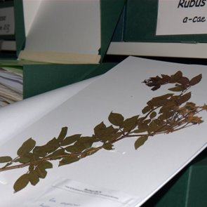 CeDocViB participa a la V Festa de la Ciència de la Universitat de Barcelona