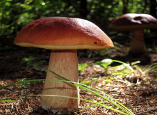 El CRAI Biblioteca de Farmàcia i Ciències de l'Alimentació Campus Diagonal Sud inicia un seguit d’exposicions bibliogràfiques temporals