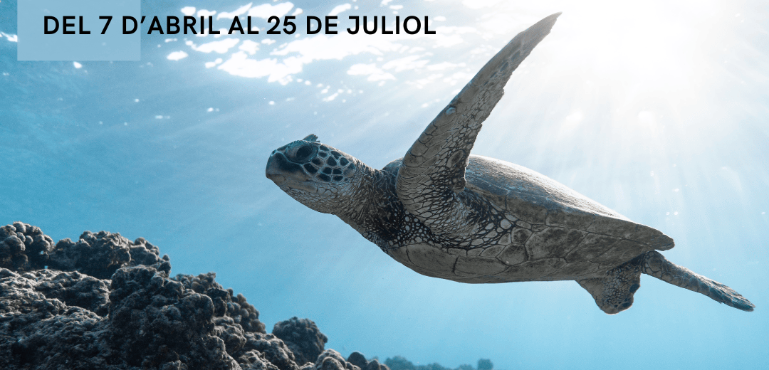 Exposició al CRAI Biblioteca de Biologia sobre les tortugues: un viatge entre història, natura i cultura